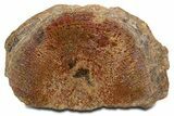 Cut Agatized Dinosaur Bone (Gembone) Vertebra - New Mexico #340064-1